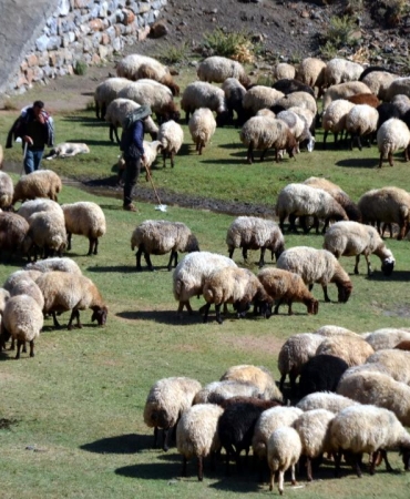 Aksaray8217da-Kucukbas-Hayvanciliga-12-Milyon-TL8217lik-Dev-Destek-featured