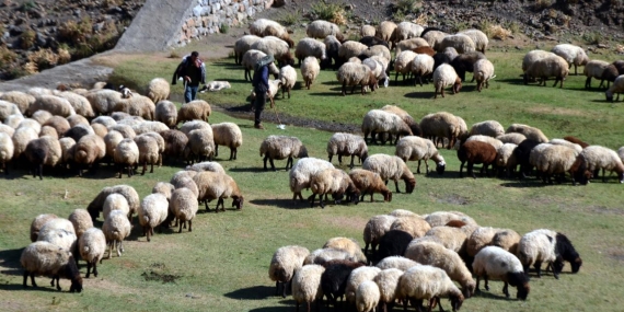 Aksaray’da Küçükbaş Hayvancılığa 1,2 Milyon TL’lik Dev Destek