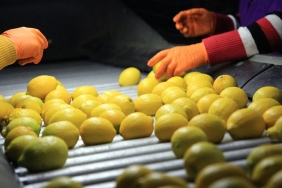 Limonda-Gumruk-Vergisi-10-Seviyesine-Indirildi-featured