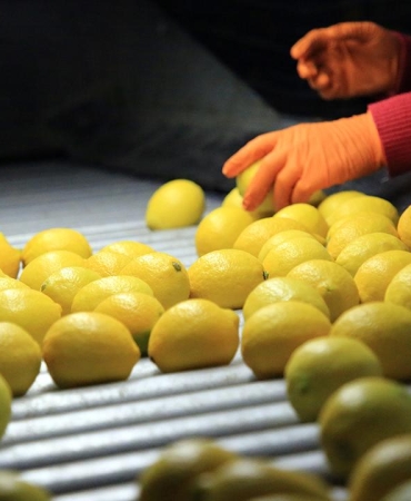 Limonda-Gumruk-Vergisi-10-Seviyesine-Indirildi-featured