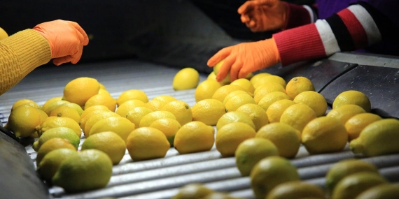 Limonda Gümrük Vergisi %10 Seviyesine İndirildi