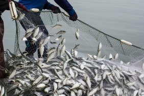 Su-Urunleri-Ihracatinda-Tarihi-Zirve-2026-Icin-Rekor-Beklentisi-featured