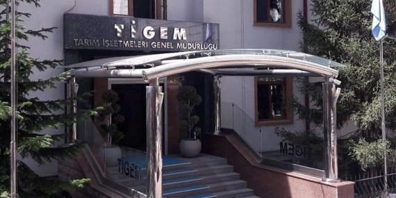 TİGEM 5 ton fıstık çamı kozalağını ihale ile satışa sunuyor