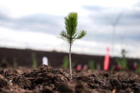 Turkiye8217de-Hedef-Buyuk-600-Milyon-Fidan-Dikilecek-featured