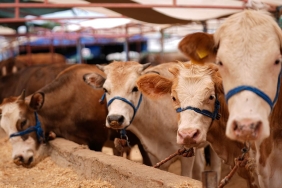 Bakanlik-Kurban-Pazarlari-ve-Kesim-Alanlarinda-Onlemleri-Sikilastirdi-featured