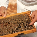 Bal-Piyasasinda-Yeni-Duzenleme-Sahte-Peteklere-Teknik-Engel-featured