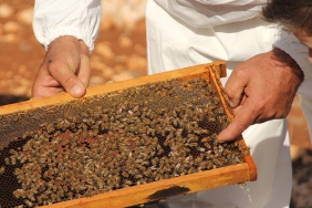 Bal-Piyasasinda-Yeni-Duzenleme-Sahte-Peteklere-Teknik-Engel-featured