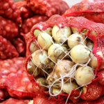 Kuru-Sogan-Ihracatinda-15-Katlik-Artis-Hedef-100-Milyon-Dolar-featured