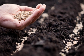 Sertifikali-Tohum-Uretiminde-13-Milyon-Ton-Baraji-Asildi-featured