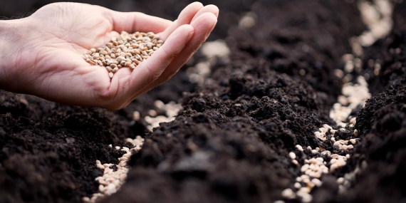 Sertifikalı Tohum Üretiminde 1,3 Milyon Ton Barajı Aşıldı
