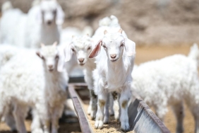 Yerli-Keci-Nesli-Islah-Calismalariyla-Yeniden-Gucleniyor-featured